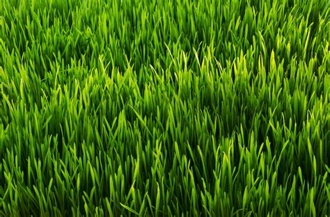 Grass .